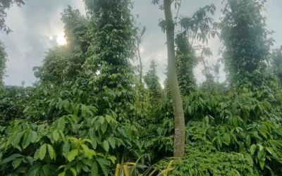 📣📣CHỦ CẦN BÁN GẤP GẦN 2,2 SÀO ĐẤT RÃY TẠI HỒ BUÔN BÔNG EAKAO – GIÁ CHỈ 570 TR