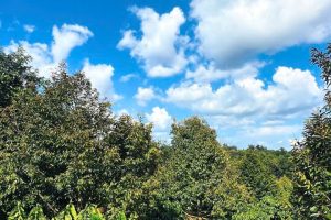 🔥🌿 ĐẤT NÔNG NGHIỆP BUÔN KOM LEO – PHƯỜNG TÂN LẬP, ĐẮK LẮK 🌿🔥
